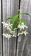 Trachelospermum