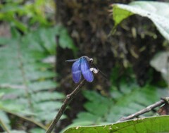 Zenithoptera lanei