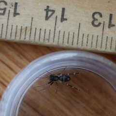 Nyssus