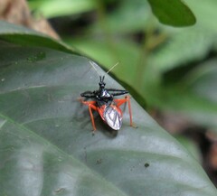 Calliclopius nigripes