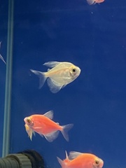 Gymnocorymbus ternetzi