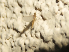 Acentrella