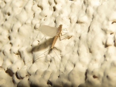 Acentrella