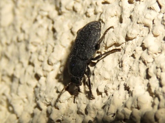 Asiopus minimus