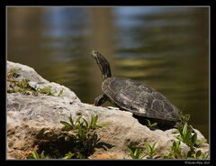 Trachemys stejnegeri
