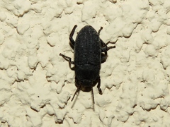 Asiopus minimus