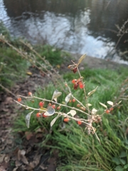Lycium barbarum