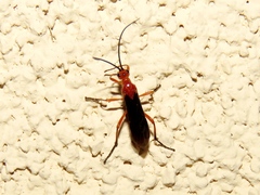 Aleiodes politiceps