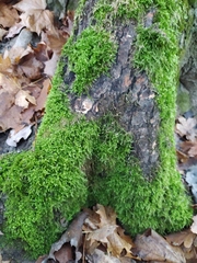 Hypnum cupressiforme