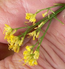 Gutierrezia microcephala
