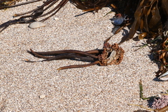 Laminaria setchellii