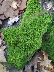 Hypnum cupressiforme