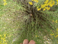 Gutierrezia microcephala