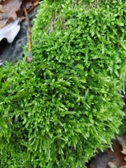 Hypnum cupressiforme