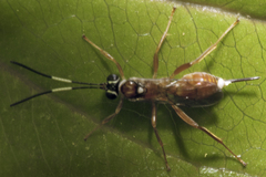 Diapetimorpha