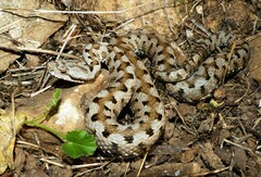 Vipera aspis