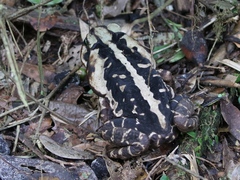 Rhinella icterica