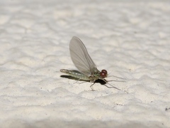 Callibaetis floridanus