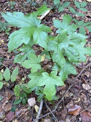 Acer floridanum