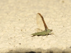 Callibaetis floridanus