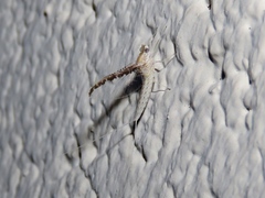 Callibaetis skokianus