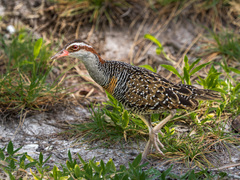 Gallirallus philippensis andrewsi