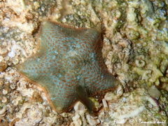 Asterina gibbosa