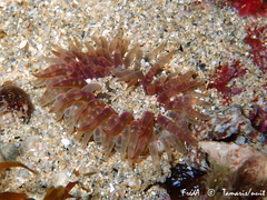 Aulactinia verrucosa