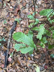 Castanea pumila
