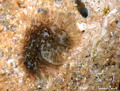 Dendrodoris grandiflora