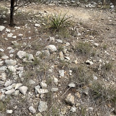 Bouteloua pectinata
