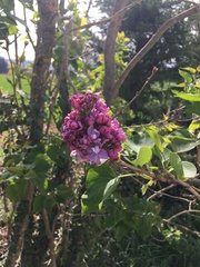 Syringa