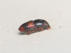 Scolytus