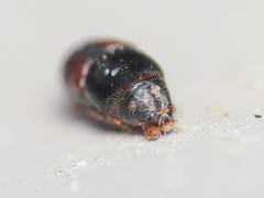 Scolytus