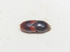 Scolytus
