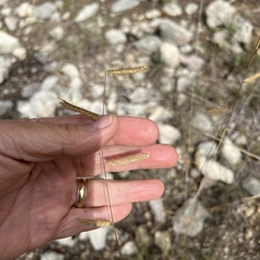 Bouteloua pectinata