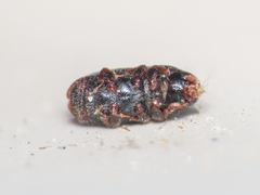 Scolytus