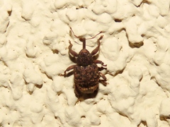 Conotrachelus posticatus