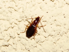Cymindis limbata
