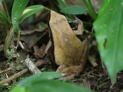 Physalaemus olfersii