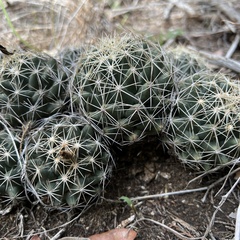 Coryphantha sulcata