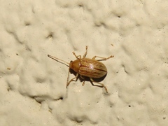Colaspis brunnea