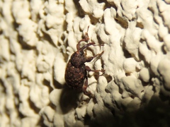 Conotrachelus posticatus