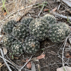 Coryphantha sulcata
