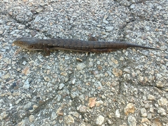 Elgaria multicarinata multicarinata