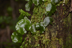 Hymenophyllum nephrophyllum