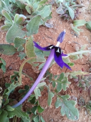 Lapeirousia oreogena