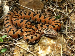 Vipera aspis