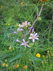 Solanum angustifidum