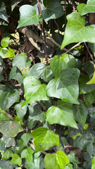 Hedera canariensis